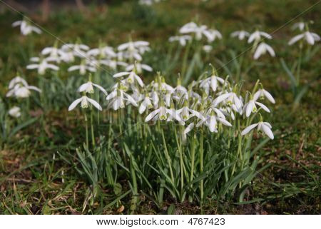 Group Of Snowdrops