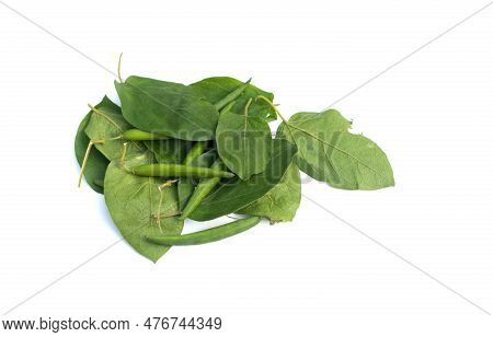 Closeup Of Gymnema Sylvestre Or Gurmar Leaves And Fruits Isolated On White Background With Copy Spac