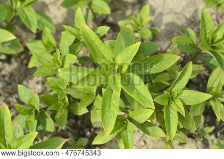 Gooseneck Loosestrife Green Leaves In The Spring
