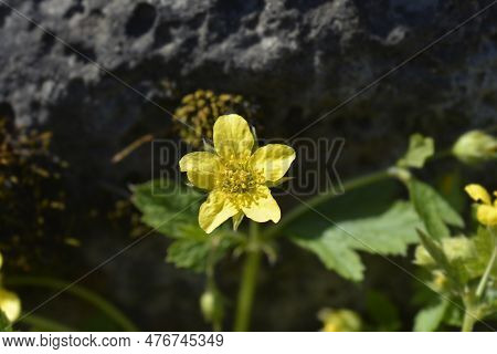 Waldsteinia Yellow Flower In The Garden In Spring