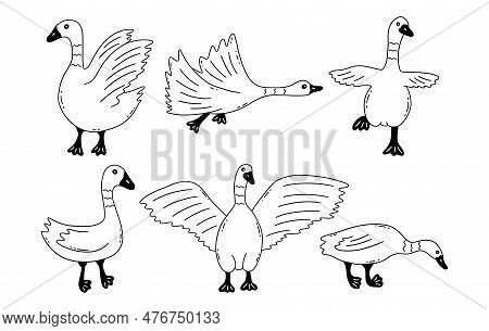 Geese In Different Poses. Wild Or Household Birds, Farming. Poultry. Black And White Vector Isolated