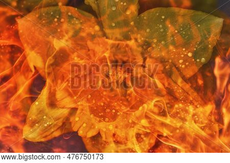 Beeautiful Flower And Fire Effect. Narcissus Flower.