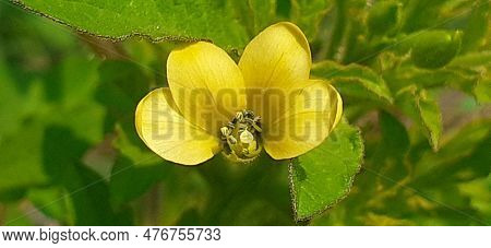 Cleome Viscosa Is A Cleamaceae Family Annual Herb. It Is Also Known Asian Spiderflower And Tick Weed