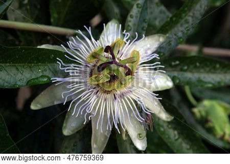 Passion Flower, Close Up Of A Flowering Passiflora Caerulea