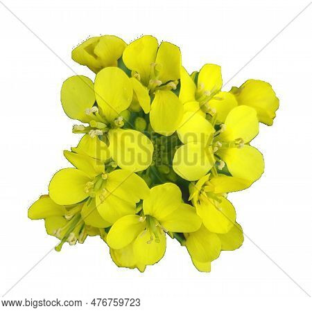 Mustard Isolated On White Background, Yellow, Plant, Brassica, Leaves, Png, White, Transparent, Back