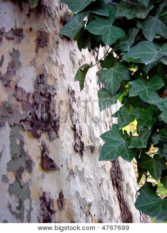 Strom s Ivy