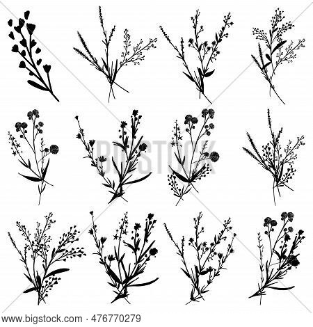 Big Set Silhouettes Botanic Blossom Floral Elements. Branches, Leaves, Herbs, Wild Plants, Flowers. 