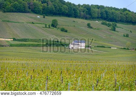 View On Green Grand Cru Champagne Vineyards Near Villages Avize And Oger, Côte Des Blancs Area, Cham