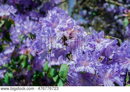 Light Pink Blue Rhododendron Brush.