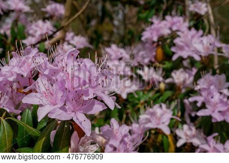 Light Pink Blue Rhododendron Brush.