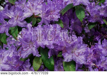 Light Pink Blue Rhododendron Brush.
