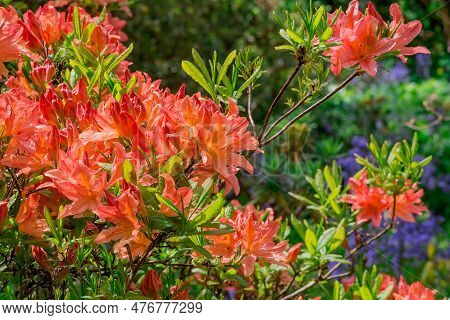 Closeup Of Rhododendron Flowers In The Park