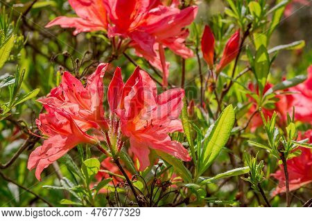 Closeup Of Rhododendron Flowers In The Park