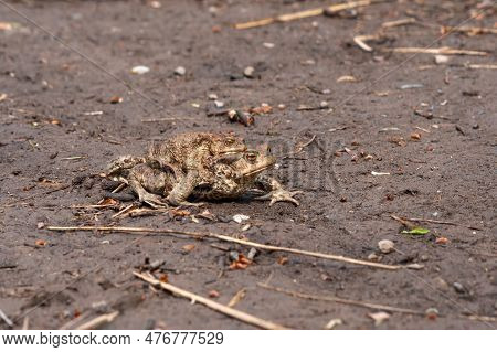 Couple Of Common Toads In Amplexus Moving Towards A Breeding Site