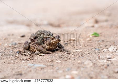 Pair Of Common Toads In Amplexus On The Sandy Shore Of A Pond