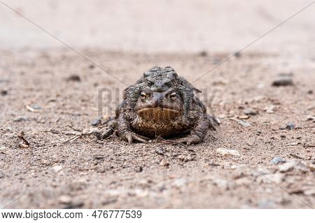 Pair Of Common Toads In Amplexus On The Sandy Shore Of A Pond