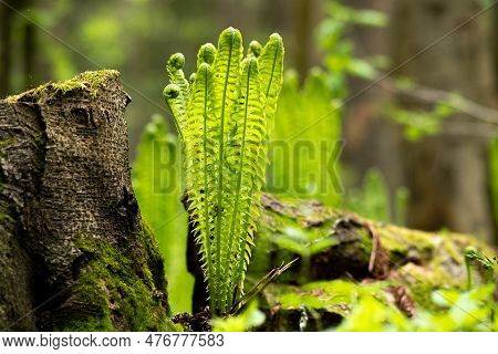 Natural Spring Forest Landscapу, Sprouts Of Ferns Next To The Stump