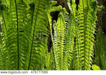Natural Spring Background, Forest Landscape With Seedlings Of Ferns