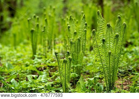 Natural Spring Background, Forest Landscape With Sprouts Of Ferns