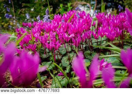 Cyclamen Coum Flowers Natural On Forest Floor