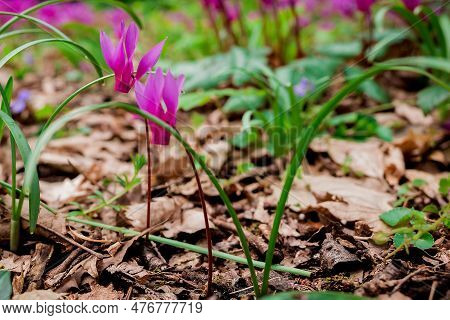 Cyclamen Coum Flowers Natural On Forest Floor