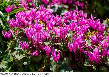Cyclamen Coum Flowers Natural On Forest Floor