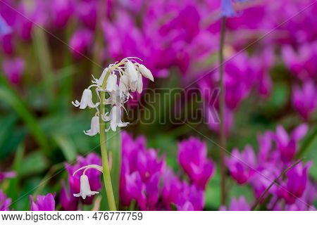 Cyclamen Coum Flowers Natural On Forest Floor