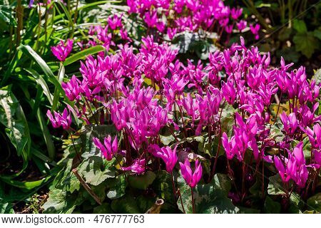 Cyclamen Coum Flowers Natural On Forest Floor