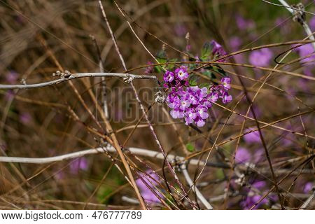 Detail Of Redbud Tree. Buds And Flowers On Branch