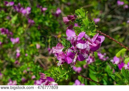 Detail Of Redbud Tree. Buds And Flowers On Branch