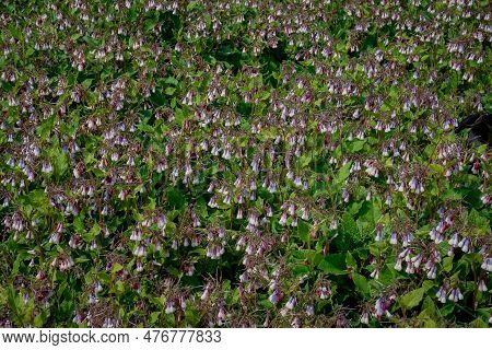 Flowers Pulmonaria In The Forest. Photographed Close-up.