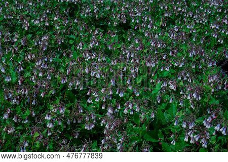 Flowers Pulmonaria In The Forest. Photographed Close-up.