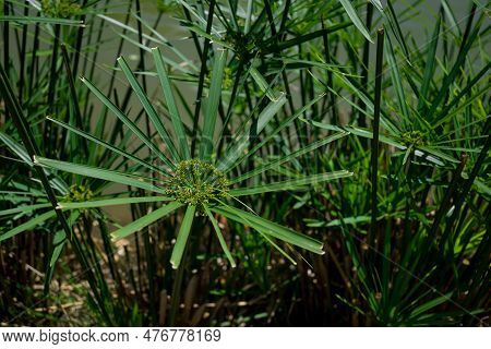Green Grass Flowers Of Cyperus Involucratus.