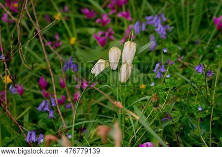 Spring Awakening. Snake`s Head Fritillary Flowers Growing In The Grass