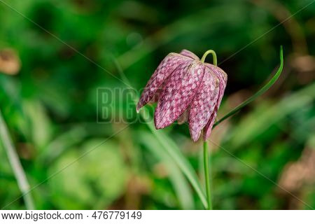 Spring Awakening. Snake`s Head Fritillary Flowers Growing In The Grass