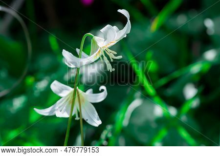 Spring Wild Flower Erythronium Close-up