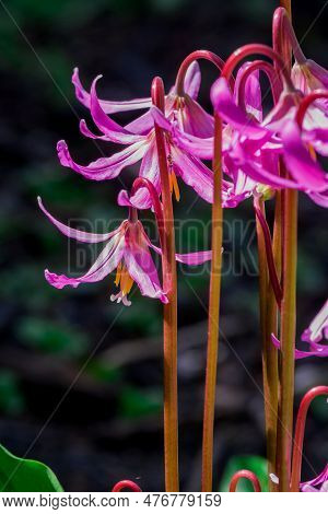 Spring Wild Flower Erythronium Close-up
