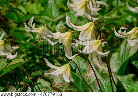 Spring Wild Flower Erythronium Close-up