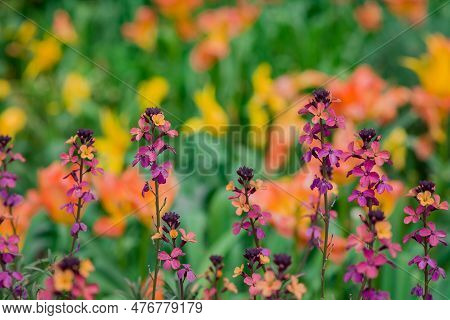 The Brightly Colored Spring Flowers Of Erysimum Cheiri Cheiranthus