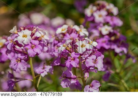 The Brightly Colored Spring Flowers Of Erysimum Cheiri Cheiranthus