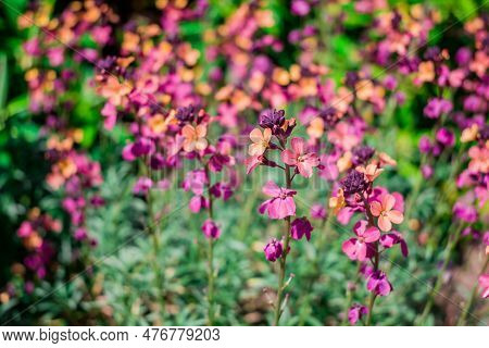The Brightly Colored Spring Flowers Of Erysimum Cheiri Cheiranthus