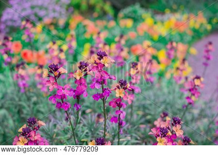 The Brightly Colored Spring Flowers Of Erysimum Cheiri Cheiranthus