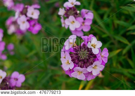 The Brightly Colored Spring Flowers Of Erysimum Cheiri Cheiranthus