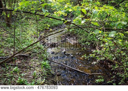 A Small Forest Stream Running Through The Trees. Giblitsa Stream, Maloyaroslavetsky District, Kaluzh