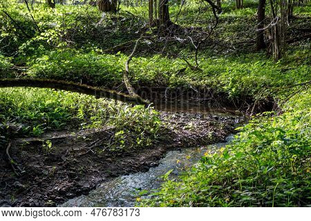 A Small Forest Stream Running Through The Trees. Giblitsa Stream, Maloyaroslavetsky District, Kaluzh
