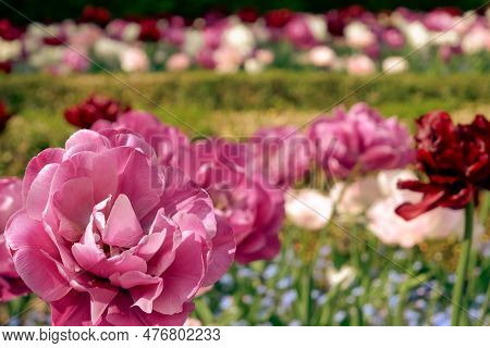 Pink Tulips Angelique. A Bloom And A Bud Angelique Tulip With Shallow Depth Of Field. Tulip Angeliqu