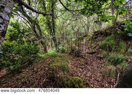 Beautiful Hike Through The Canyon Del Sil At Parada De Sil In Galicia, Spain, Europe