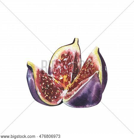 Ripe Fig Fruit Slice Isolated On White Background. Watercolor Handrawing Botanic Realistic Illustrat