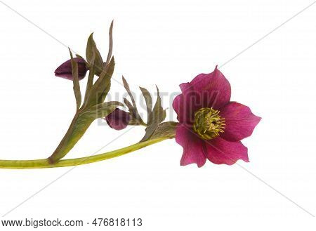 Hellebore Garden Flower Isolated On White Background