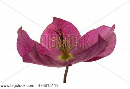 Hellebore Garden Flower Isolated On White Background